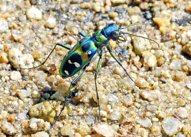 昆虫図鑑・ハンミョウ